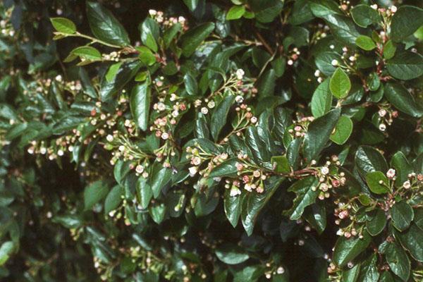 acebo cotoneaster
