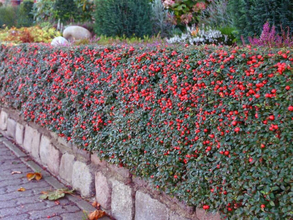 cotoneaster fructífero