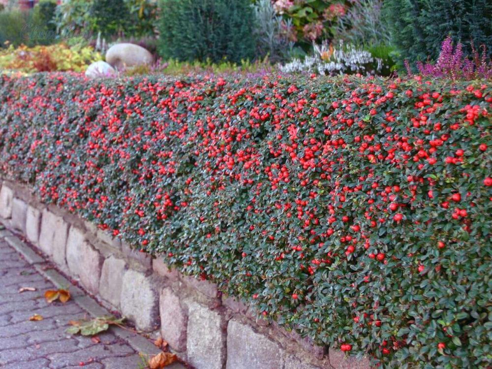 cotonéaster en fructification