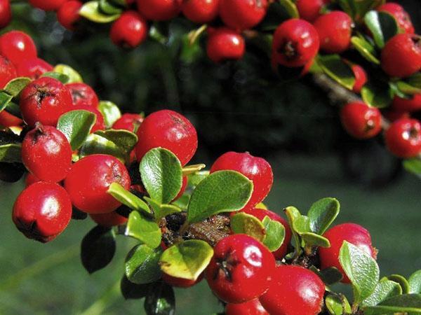 fruta de cotoneaster