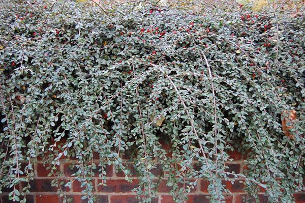 cotoneaster en el jardín