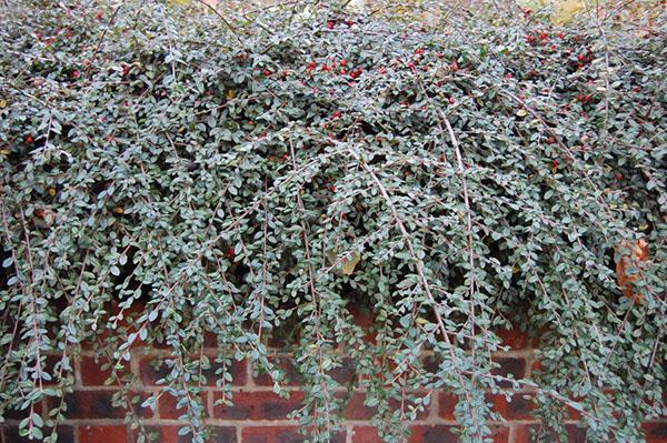 cotonéaster dans le jardin