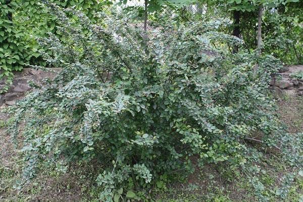cotoneaster común