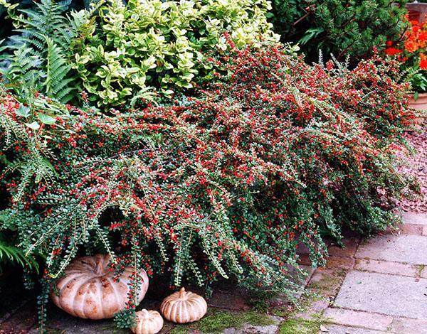 cotoneaster prensado