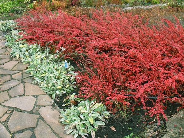 cotoneaster horizontal