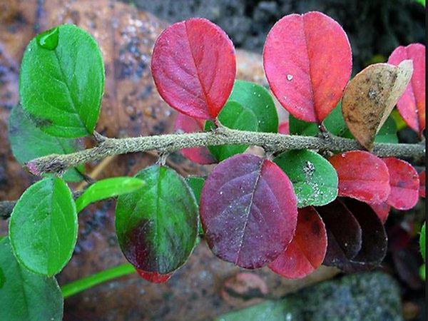 feuilles de cotonéaster en automne