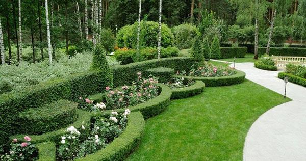 types et variétés de cotonéaster