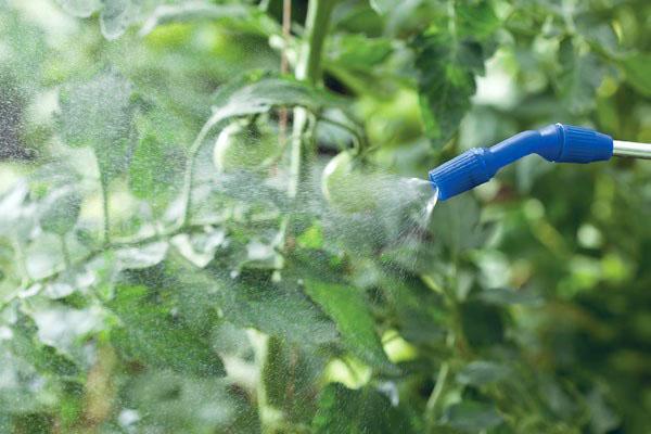 traitement des tomates avec de l'alirin-b