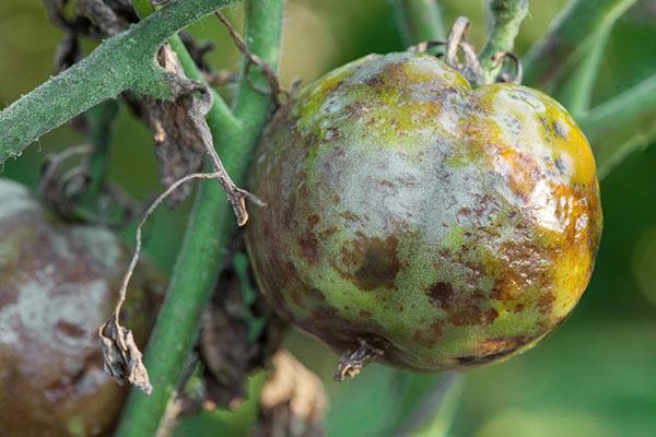 lutte contre les maladies des plantes