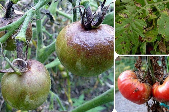 tomates enfermos