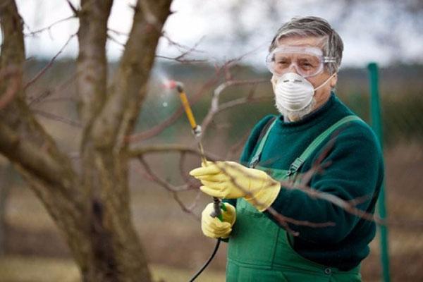 transformation des arbres fruitiers