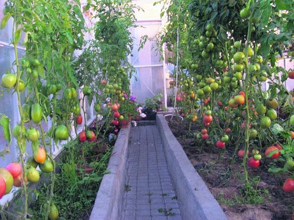 aderezo de raíz de tomate