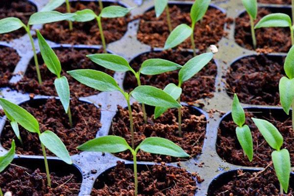 plantules de semences traitées