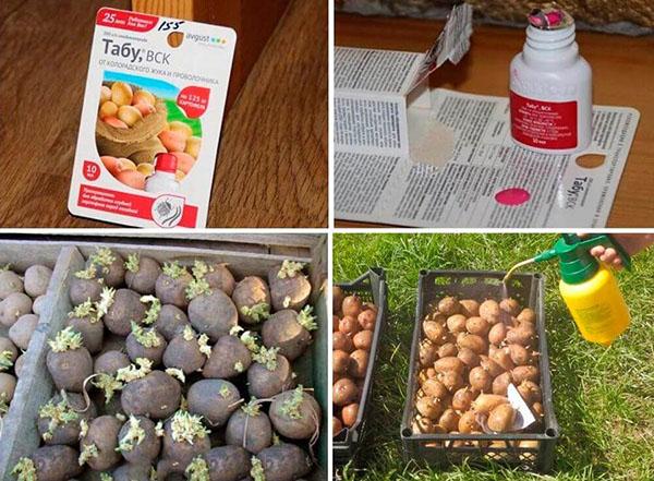 traitement des pommes de terre avec Tabu
