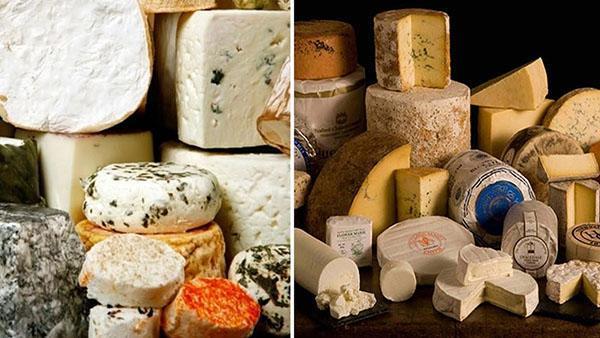 tipo de queso