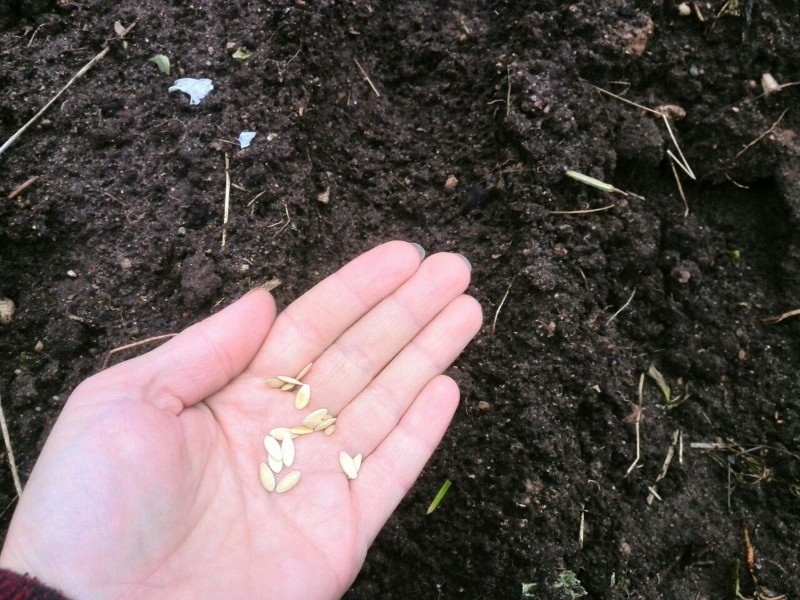 température dans la serre pour semer les graines de concombre