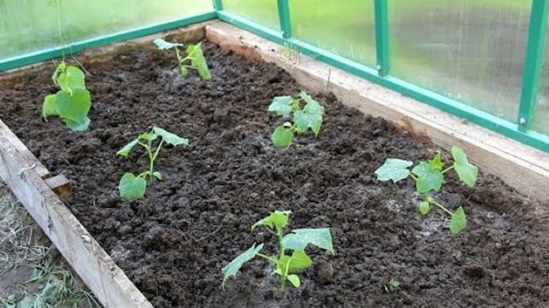 température de plantation des semis en serre