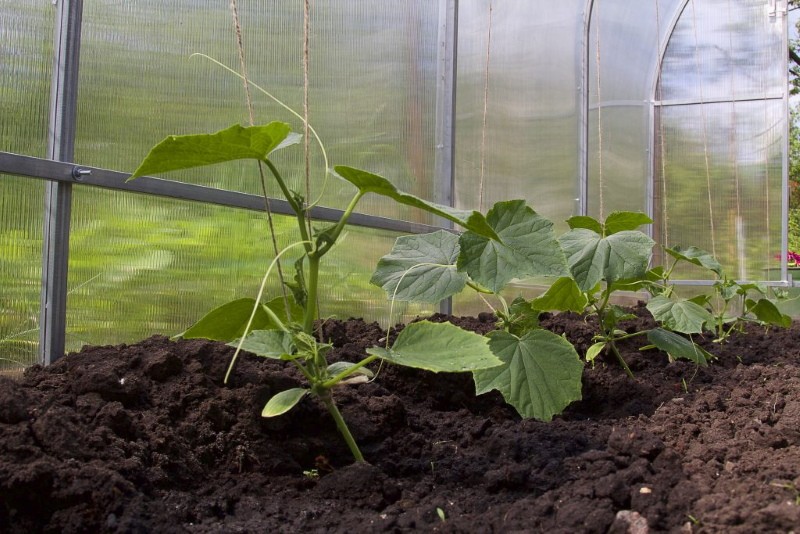 à quelle température planter des concombres en serre