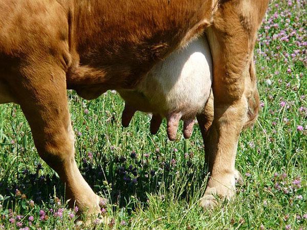 La productividad de una vaca depende tanto de la raza del animal como de la calidad de la alimentación.