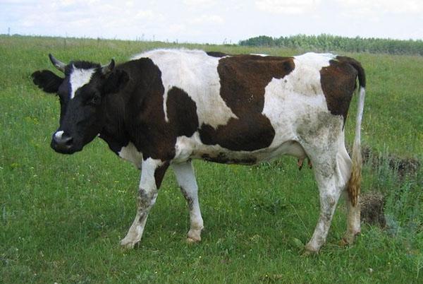 Vaca en el pasto