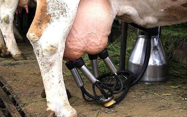 Utiliser une machine à traire pour traire une vache