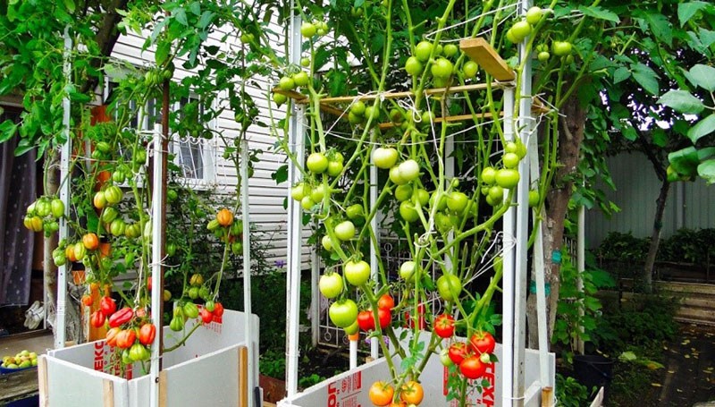 cultivo de árboles de tomate en contenedores grandes