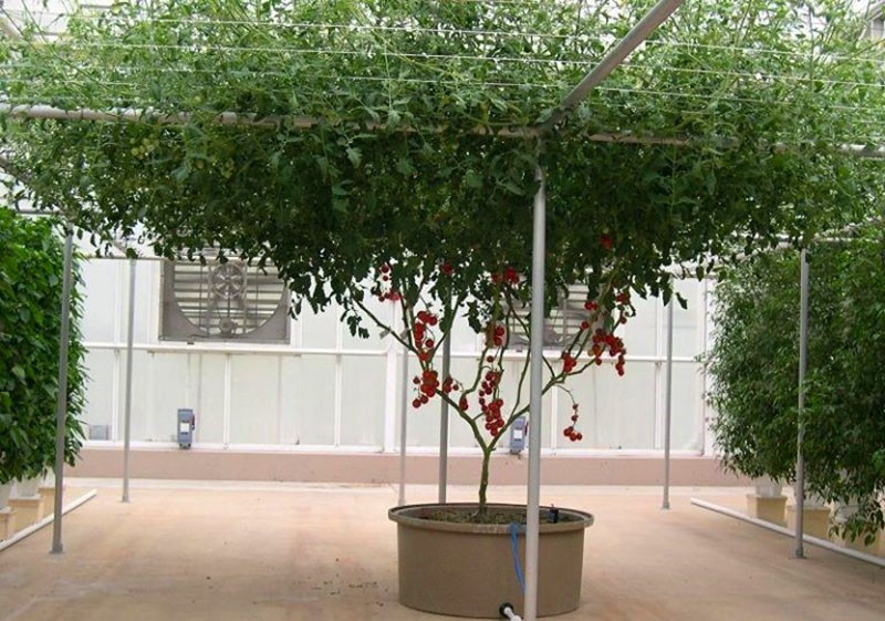 contenedor grande para árbol de tomate