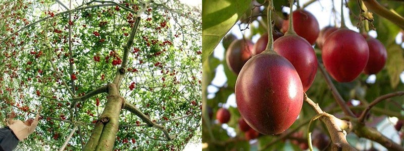 cuidado del árbol de tomate