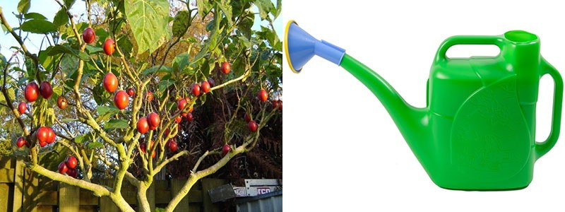 reglas para regar un árbol de tomate