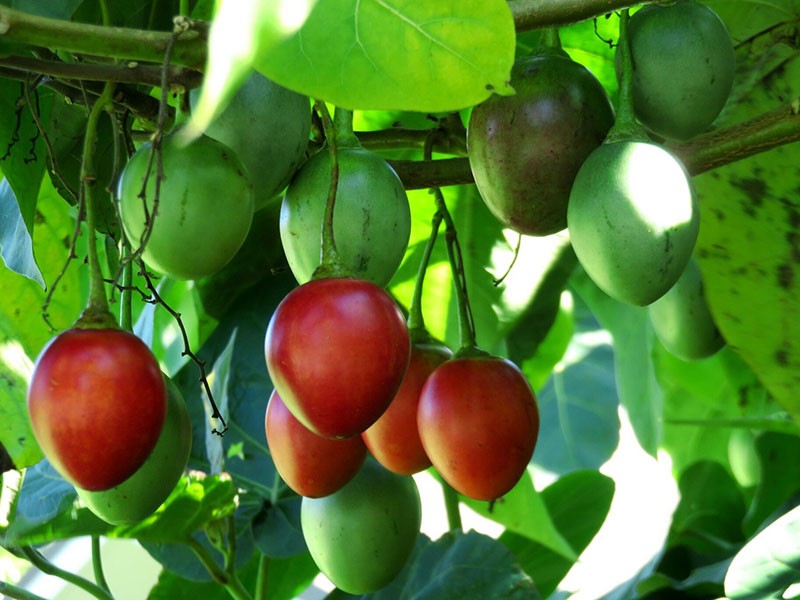 características botánicas del árbol de tomate