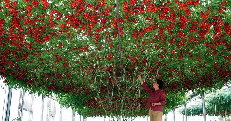 majestueux buisson de tomarillo