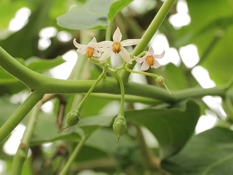 árbol de tomate floreciente