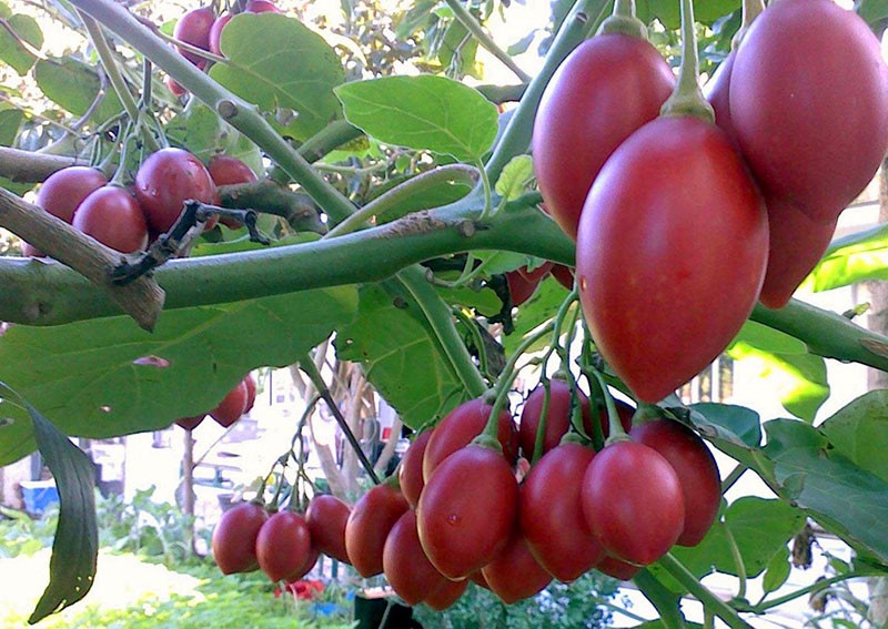 fruit d'arbre de tomate