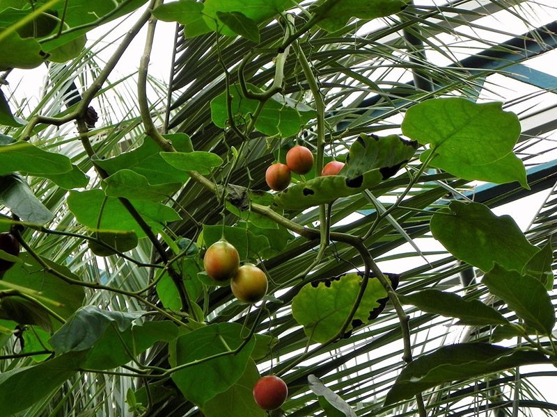 maduración del fruto del tomate