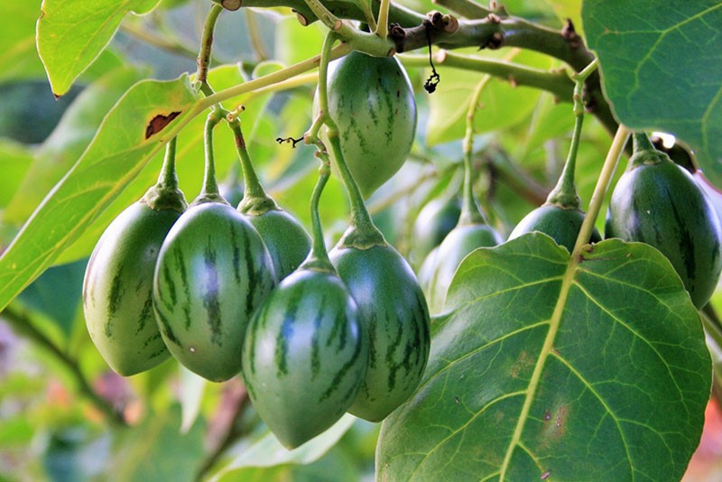 Cultivando un árbol de tomate en campo abierto.