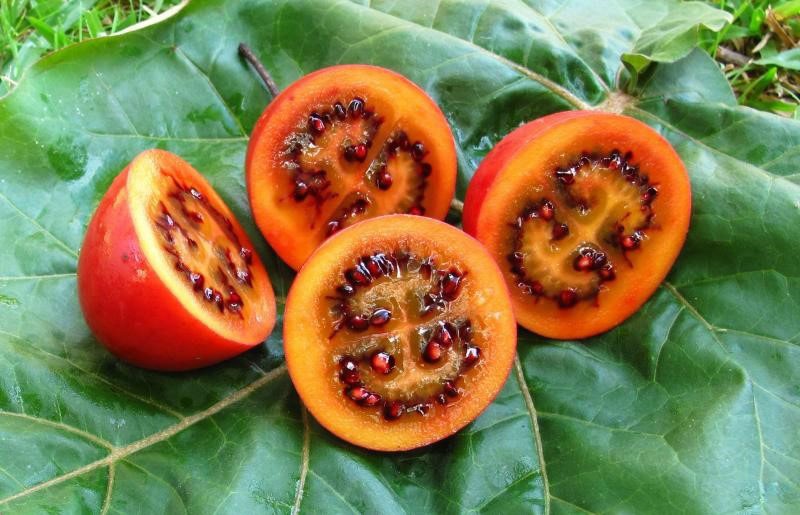 semillas de fruto de árbol de tomate