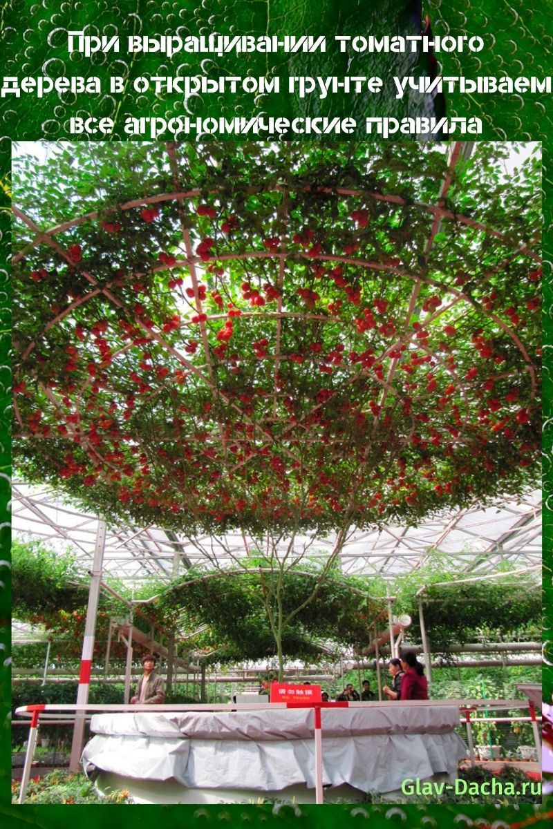 Cultivando un árbol de tomate en campo abierto.