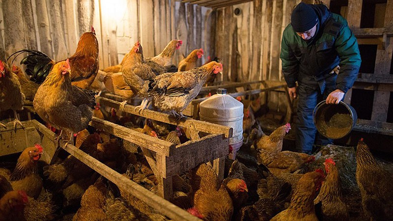 hacinamiento en el gallinero