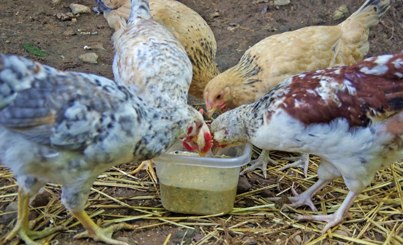 alimentando pollos