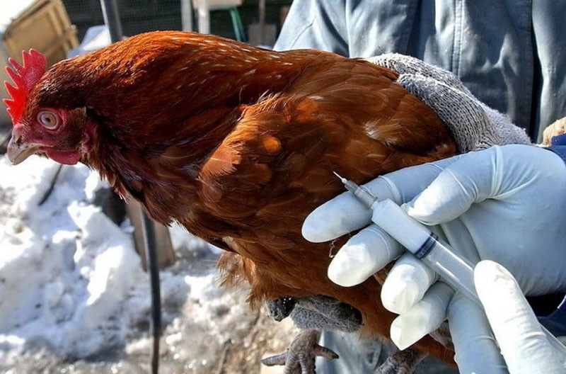 tratamos la pasteurelosis en pollos