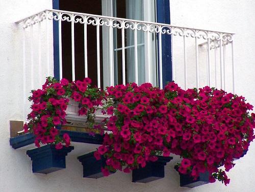 petunias rojas en el balcón