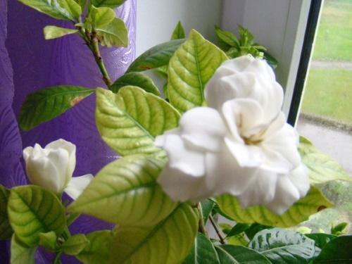 hojas de gardenia pálidas