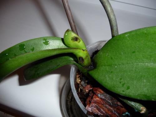 manchas de orquídeas