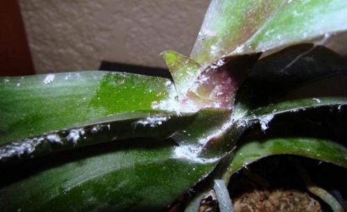 mildiú polvoriento en una orquídea