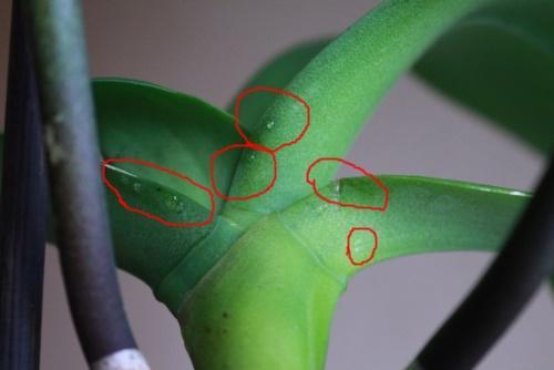 ¿Por qué llora la orquídea?