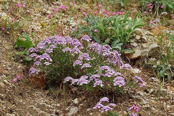 Iberis de Crimea