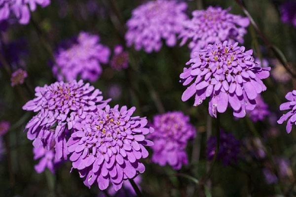 Variedades de Iberis rosa Pink Dream