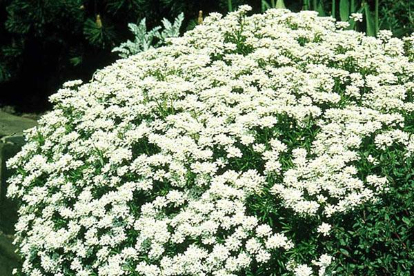 floraison luxuriante d'Iberis dans le jardin