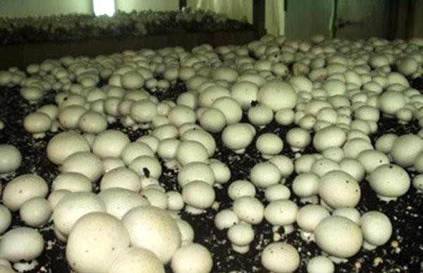cultivo de hongos