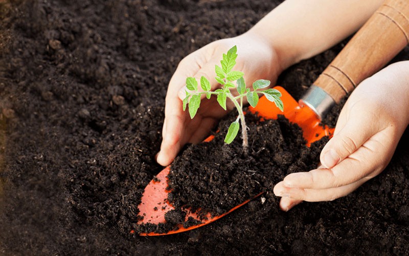 terreau pour semis de tomates